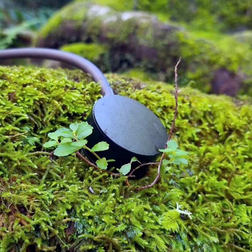 micro verde